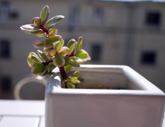 多肉植物雅樂(lè)之舞怎么養(yǎng)，注意五個(gè)要點(diǎn)一年四季常青