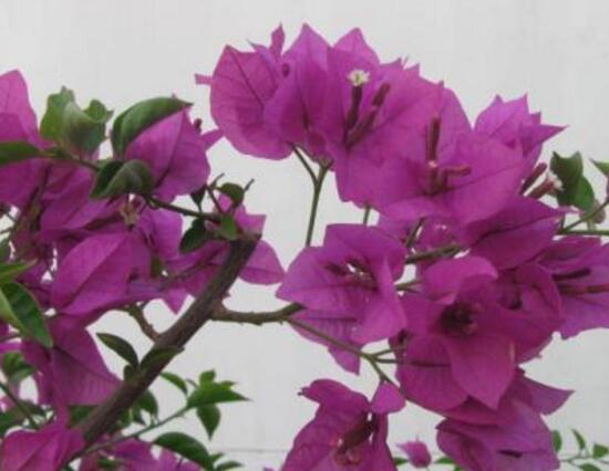 三角梅怎么施肥，三角梅施什么肥好