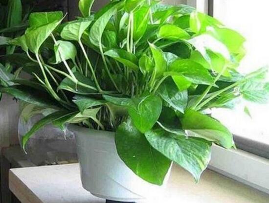 綠蘿吊蘭怎么修剪，綠蘿吊蘭的修剪方法