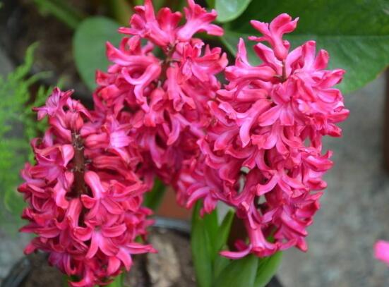 風(fēng)信子夾箭怎么辦，老農(nóng)教你五種解決辦法