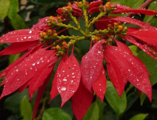 一品紅什么時(shí)候開花，一品紅在每年12月至翌年2月開花