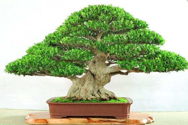 榕樹盆景有什么作用，觀賞、藥用以及風(fēng)水三個(gè)方面