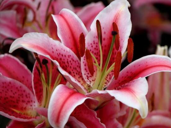 香水百合和百合的區(qū)別，教你三種區(qū)別方法(出生/株型/花語)