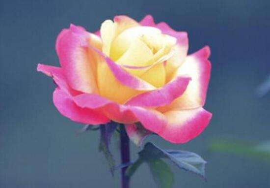 月季花怎么養(yǎng)，月季花的養(yǎng)殖方法