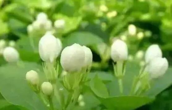 茉莉花常見的病蟲害及其防治方法，老農(nóng)總結(jié)最常見四種病蟲害
