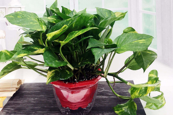 水培綠蘿能移到土中嗎，可以移栽但需先修剪處理