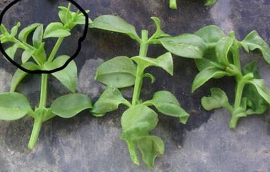 牡丹吊蘭怎么扦插，牡丹吊蘭扦插繁殖方法