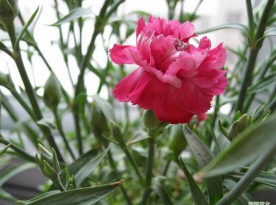 康乃馨什么時候開花，康乃馨的花期多長