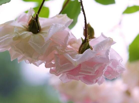 薔薇花花期，薔薇花在哪個(gè)季節(jié)開