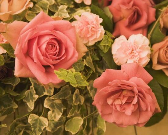 玫瑰花花期有多長時間，玫瑰花不開花怎么辦