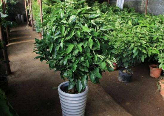 平安樹(shù)擺放什么位置好，平安樹(shù)的擺放禁忌