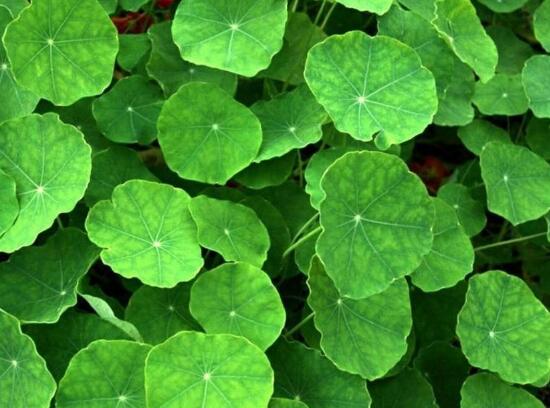 銅錢草有哪些品種，銅錢草品種圖片大全