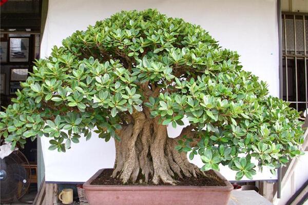 榕樹盆景有什么作用，觀賞、藥用以及風(fēng)水三個(gè)方面