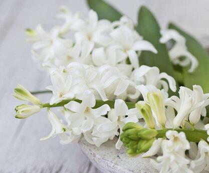 風(fēng)信子花語大全，不同的顏色不同的含義