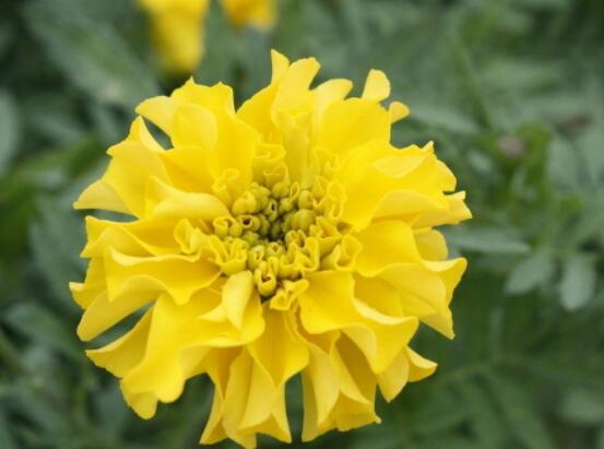 康乃馨的花語是什么，代表著母親我愛你、魅力、尊敬之情