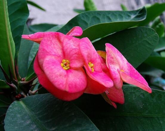 養(yǎng)虎刺梅不吉利嗎，導(dǎo)致全家霉運(yùn)不斷、影響身體健康