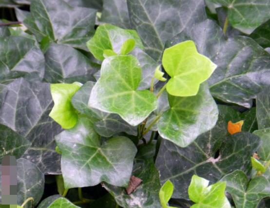 常春藤開花嗎，花期從秋季一直到春季