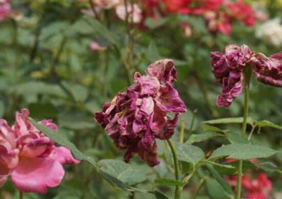 月季花焉了怎么辦，三個妙招讓它重新恢復(fù)生機(jī)