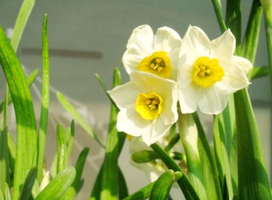 水仙花的栽培技術，盤點水培與土培簡單操作步驟
