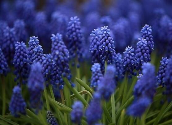 薰衣草的花語是什么，代表著心心相印、愛情的等待