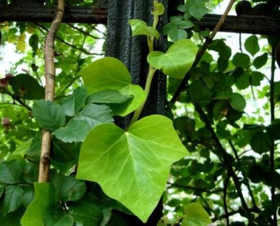 常春藤怎么澆水，常春藤多久澆一次水