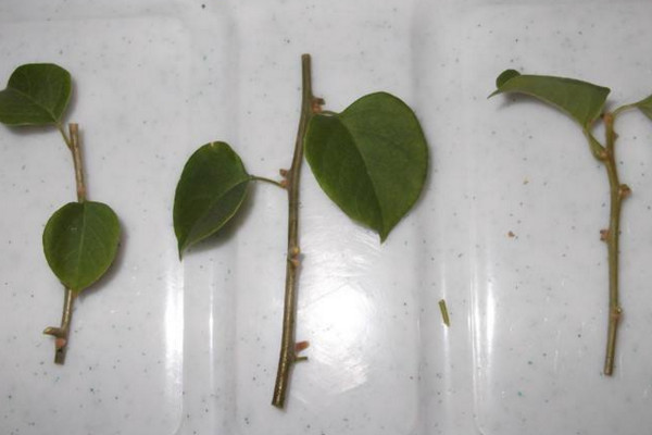 三角梅插枝的養(yǎng)殖方法，保證土壤通透性選好插枝