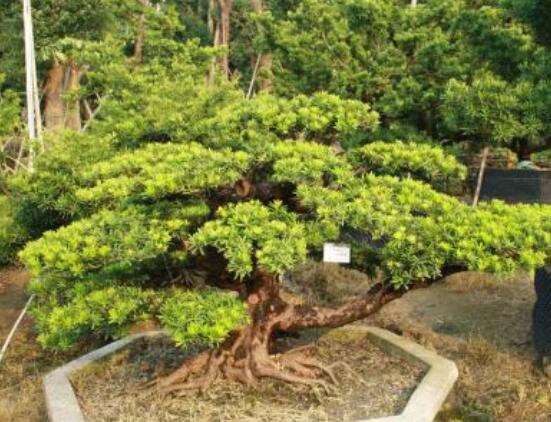 羅漢松盆景怎么養(yǎng)，老農(nóng)總結(jié)八大養(yǎng)殖方法
