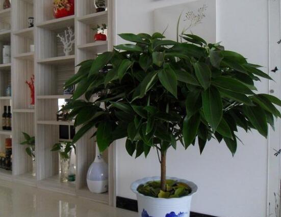平安樹圖片大全，凈化空氣，矯正異味
