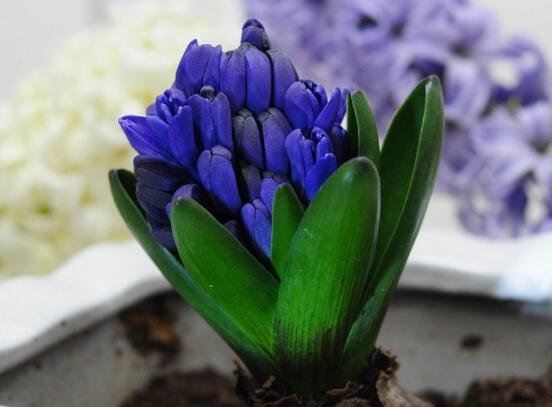 風信子開花后怎么處理，開花后處理方法