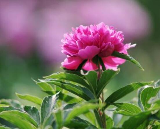 芍藥花能美容嗎，能/美容養(yǎng)顏、舒緩心情