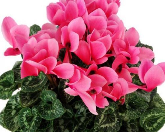 仙客來有哪些品種，仙客來品種圖片大全