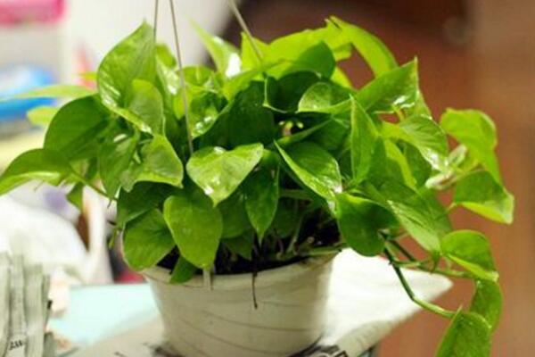 綠蘿吊蘭的作用，最突出的兩個(gè)方面（觀賞、凈化）