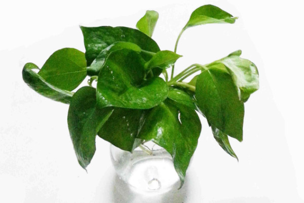 水培綠蘿能移到土中嗎，可以移栽但需先修剪處理