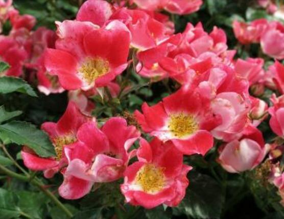 薔薇花有毒嗎，薔薇花可以種植在室內(nèi)嗎