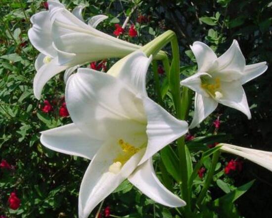 百合花什么時(shí)候開花，百合花不開花怎么辦/適當(dāng)光照