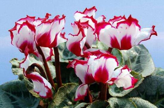 仙客來夏天怎么養(yǎng)，仙客來怎樣度過夏天