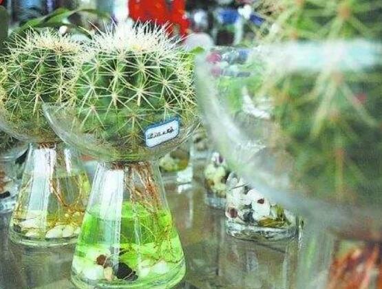 水培仙人球怎么養(yǎng)，教你六個最好步驟快速生根(7天)