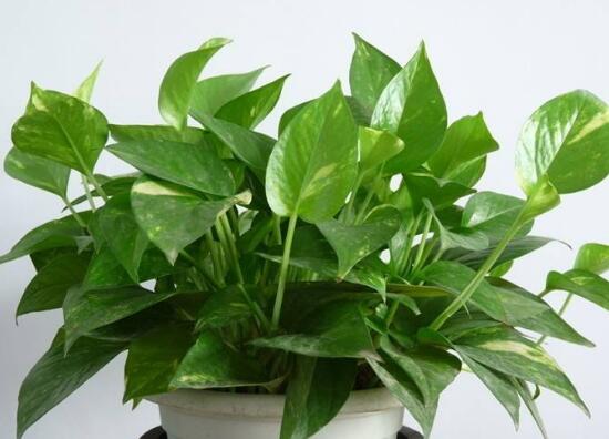 茶葉水可以澆綠蘿嗎，綠蘿澆什么水長得快