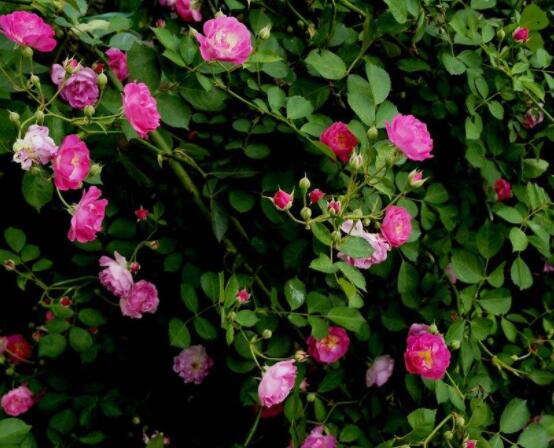 薔薇花的花語是什么，代表著一種思念的愛/不同顏色不同花語