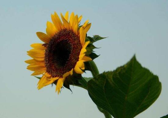 向日葵花期多久，向日葵不開花的原因