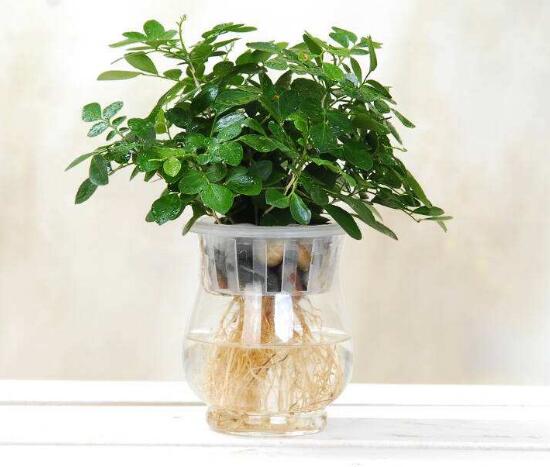 九里香可以水培嗎，九里香水培的養(yǎng)殖方法