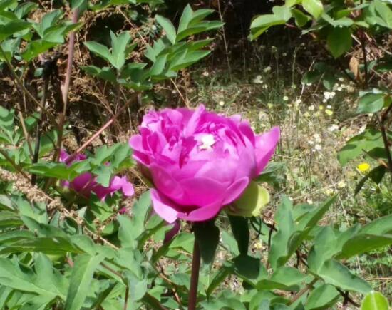 牡丹花怎么養(yǎng)，牡丹花養(yǎng)殖方法