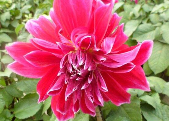 牡丹花怎么施肥，牡丹花施肥方法