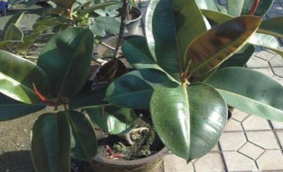 橡皮樹(shù)怎么換盆，教你四個(gè)簡(jiǎn)單易學(xué)的方法