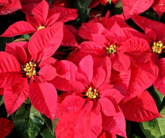 一品紅的花語(yǔ)是什么，普天同慶、共祝新生(圣誕之花)