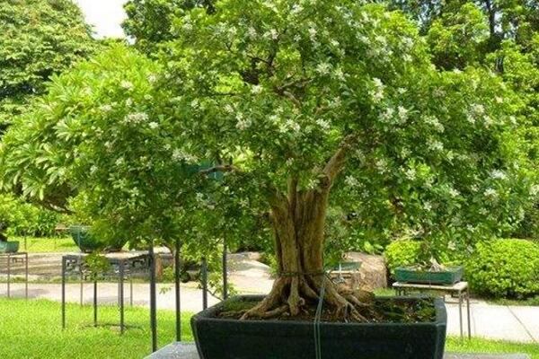 九里香盆景怎么養(yǎng)，確保九里香爆盆的5大要點(diǎn)