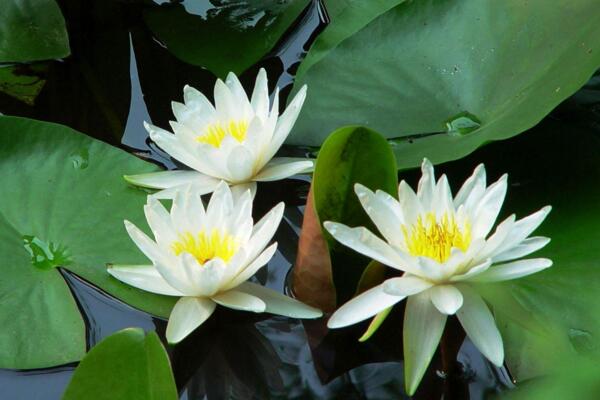 荷花的種植方法水培，5步即可完成荷花水培