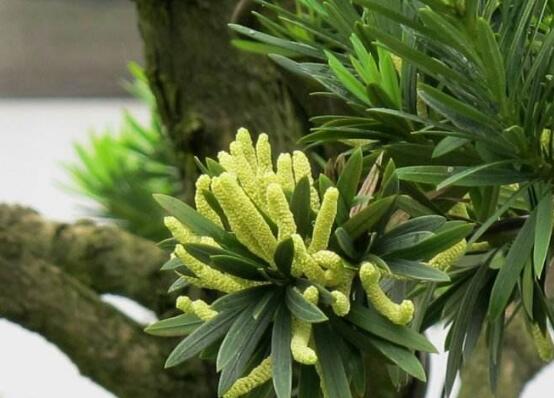 羅漢松會開花嗎，羅漢松開花三年一開