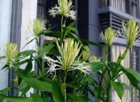 水養(yǎng)富貴竹葉子發(fā)黃怎么辦，四個(gè)原因以及解決辦法