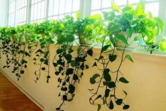 綠蘿長得慢怎么辦，做好這六個(gè)要點(diǎn)爆盆不斷